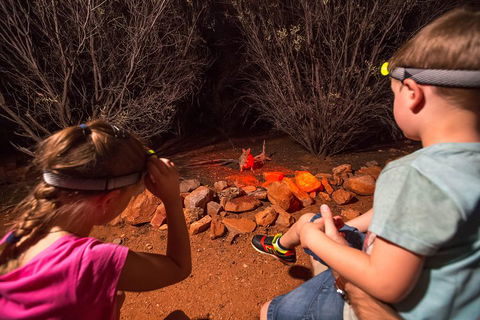 Alice Springs Desert Park Nocturnal Tour - Accommodation QLD 4