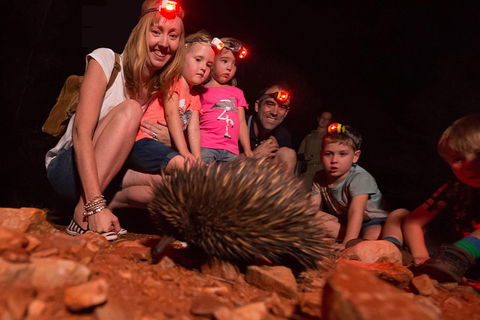 Alice Springs Desert Park Nocturnal Tour - Accommodation QLD 5