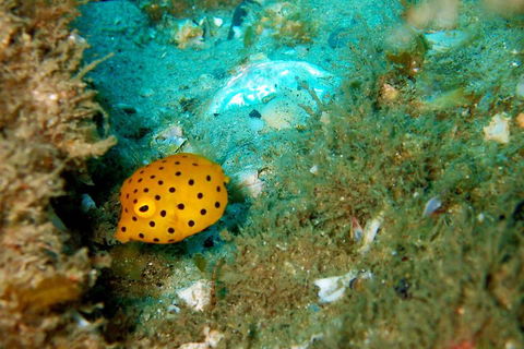 Wave Break Island Scuba Diving On The Gold Coast - Accommodation QLD 3
