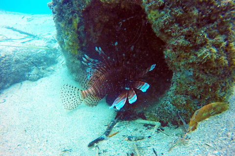 Wave Break Island Scuba Diving On The Gold Coast - Accommodation QLD 5