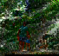 Full Day Daintree Rainforest and Mossman Gorge Tour - Accommodation QLD