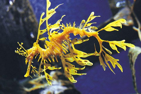 SEA LIFE Melbourne Aquarium Admission Ticket - Accommodation QLD 0