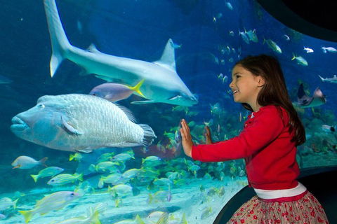 SEA LIFE Melbourne Aquarium Admission Ticket - Accommodation QLD 1