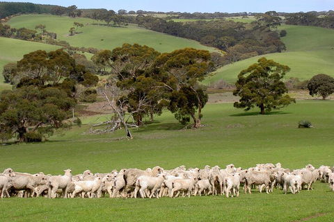 Kangaroo Island Luxury Small Group 'Island Life' Full Day Tour - Accommodation QLD 1