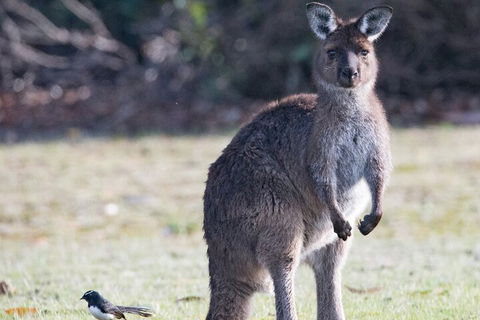 Kangaroo Island Luxury Small Group 'Island Life' Full Day Tour - Accommodation QLD 2