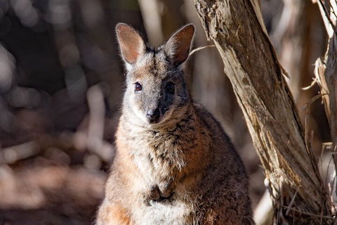 Kangaroo Island Luxury Small Group 'Island Life' Full Day Tour - Accommodation QLD 3