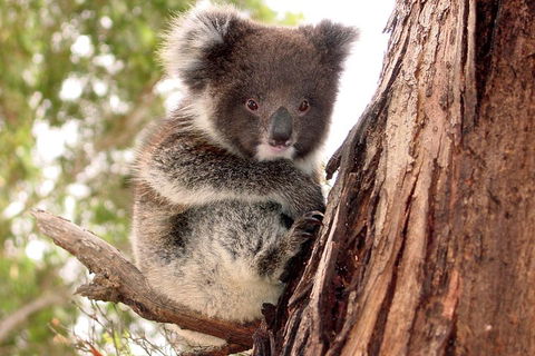 Kangaroo Island Luxury Small Group 'Island Life' Full Day Tour - Accommodation QLD 4
