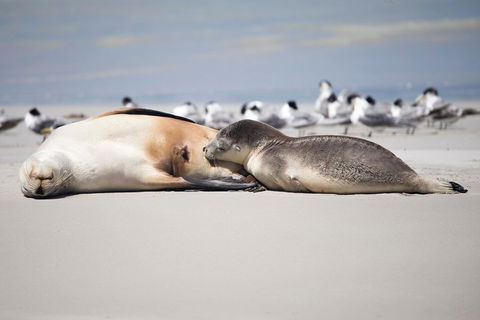 Kangaroo Island Luxury Small Group 'Island Life' Full Day Tour - Accommodation QLD 5