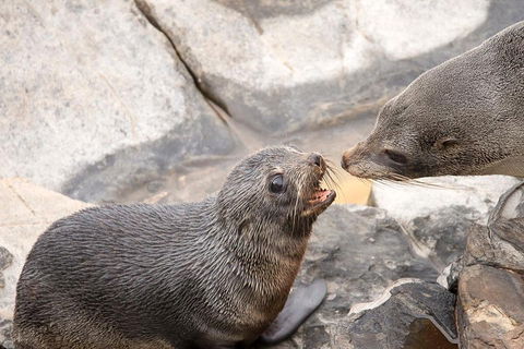 Kangaroo Island Luxury Small Group 'Flinders Chase Focus' Full Day Tour - Accommodation QLD 2