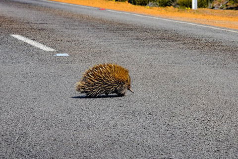 Kangaroo Island Luxury Small Group 'Flinders Chase Focus' Full Day Tour - Accommodation QLD 3