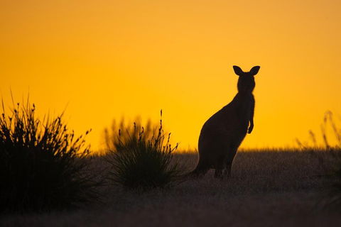 Kangaroo Island Luxury Small Group 'Flinders Chase Focus' Full Day Tour - Accommodation QLD 5