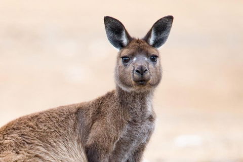 Kangaroo Island Luxury Small Group 'East End Explorer' Full Day Tour - Accommodation QLD 1