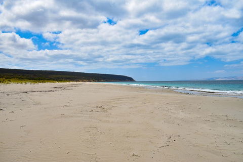 Kangaroo Island Luxury Small Group 'East End Explorer' Full Day Tour - Accommodation QLD 3