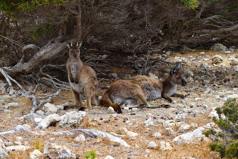 Kangaroo Island Luxury Small Group 'East End Explorer' Full Day Tour - Accommodation QLD 4