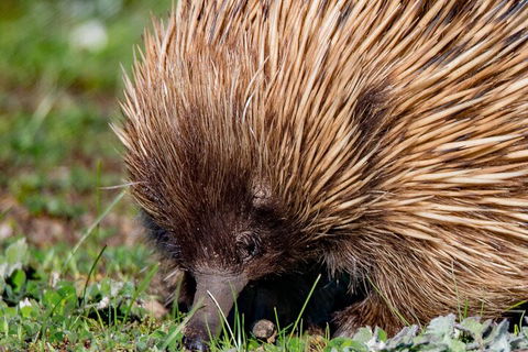 Kangaroo Island Luxury Small Group 'East End Explorer' Full Day Tour - Accommodation QLD 5