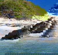 Dolphin Penguin and Sea Lion Cruise - Accommodation QLD