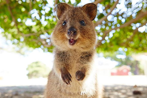 Discover Rottnest With Ferry & Bus Tour From Perth Or Fremantle - Accommodation QLD 0