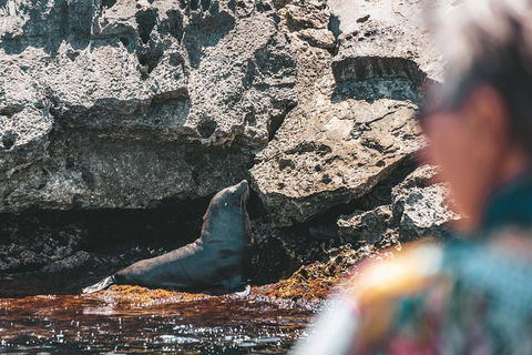 Adventure Rottnest Tour With Ferry & Adventure Cruise From Perth Or Fremantle - Accommodation QLD 1