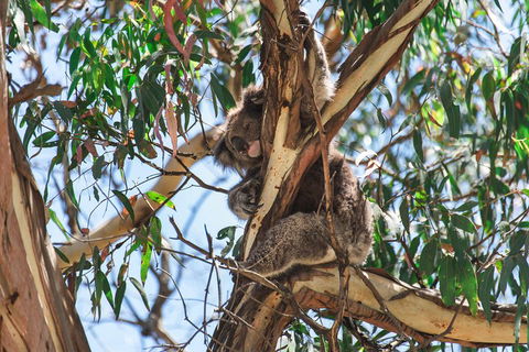 Full-Day Great Ocean Road And 12 Apostles Sunset Tour From Melbourne - Accommodation QLD 2
