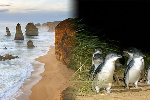 Melbourne Super Saver: Great Ocean Road + Phillip Island + Attraction Pass - Accommodation QLD 0