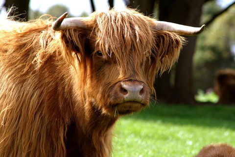 Melbourne Super Saver: Great Ocean Road + Phillip Island + Attraction Pass - Accommodation QLD 1