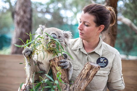 Melbourne Super Saver: Great Ocean Road + Phillip Island + Attraction Pass - Accommodation QLD 4