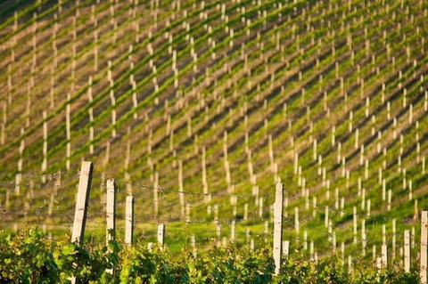 Melbourne Super Saver: Great Ocean Road + Mornington Peninsula + Attraction Pass - Accommodation QLD 1