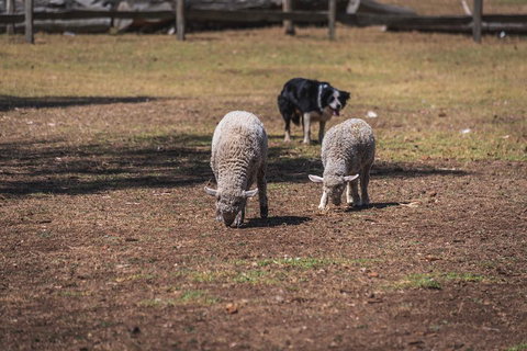 Small-Group Phillip Island Penguin Parade Day Tour From Melbourne - Accommodation QLD 2