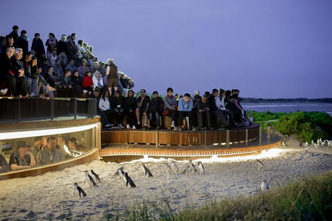 Small-Group Phillip Island Penguin Parade Day Tour From Melbourne - Accommodation QLD 3