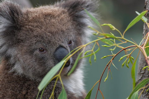 Small-Group Phillip Island Penguin Parade Day Tour From Melbourne - Accommodation QLD 4