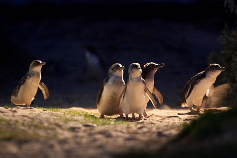 Small-Group Phillip Island Penguin Parade Day Tour From Melbourne - Accommodation QLD 5