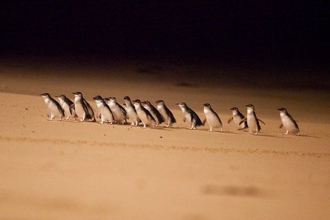 Phillip Island Penguin Parade Express Tour From Melbourne - Accommodation QLD 0