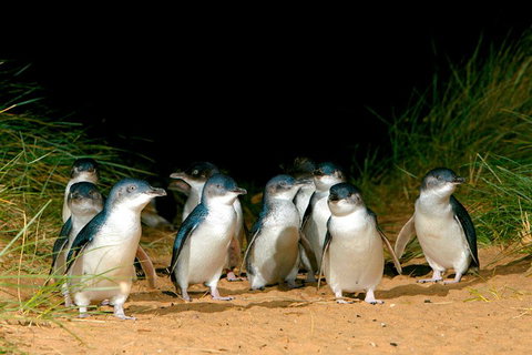 Phillip Island Penguin Parade Express Tour From Melbourne - Accommodation QLD 5