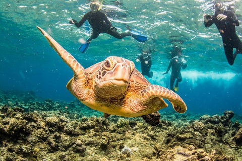 Great Barrier Reef Diving And Snorkeling Cruise From Cairns - Accommodation QLD 3