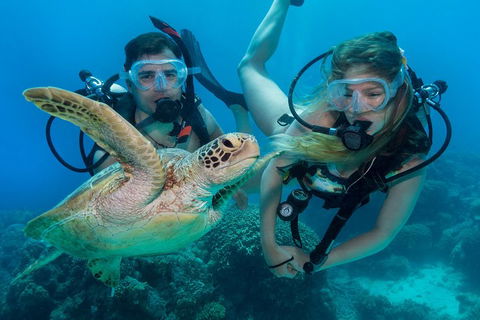 Great Barrier Reef Diving And Snorkeling Cruise From Cairns - Accommodation QLD 4