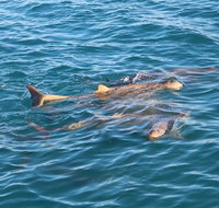 Roebuck Bay Snubfin Dolphin Cruise - Accommodation QLD