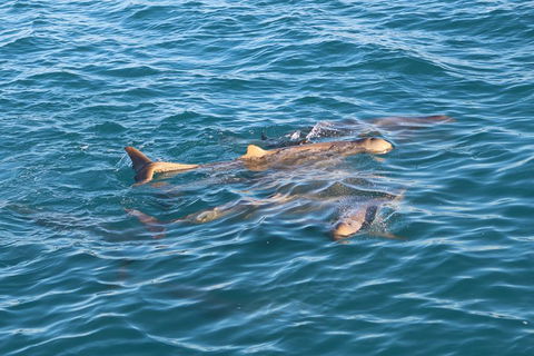 Roebuck Bay Snubfin Dolphin Cruise - Accommodation QLD 0