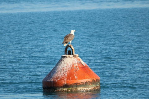 Roebuck Bay Snubfin Dolphin Cruise - Accommodation QLD 1