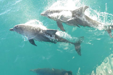 Roebuck Bay Snubfin Dolphin Cruise - Accommodation QLD 2