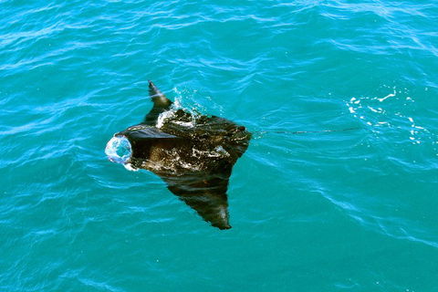 Roebuck Bay Snubfin Dolphin Cruise - Accommodation QLD 5