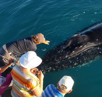 AOC Whale Watching from Broome - Accommodation QLD