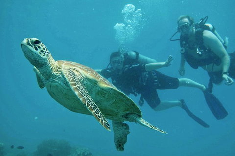 Ocean Freedom Great Barrier Reef Personal Luxury Snorkel & Dive Cruise, Cairns - Accommodation QLD 4