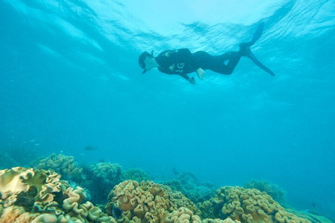Ocean Freedom Great Barrier Reef Personal Luxury Snorkel & Dive Cruise, Cairns - Accommodation QLD 5