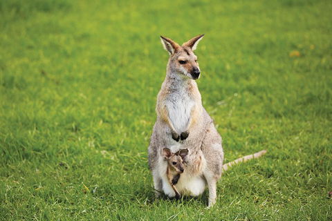 Full-Day Small-Group History And Heritage Tour Of Brisbane City - Accommodation QLD 4