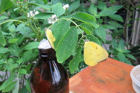 Australian Butterfly Sanctuary- Virtual Interactive Tour With Private Guide - Accommodation QLD 0