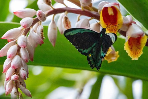Australian Butterfly Sanctuary- Virtual Interactive Tour With Private Guide - Accommodation QLD 2