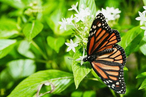 Australian Butterfly Sanctuary- Virtual Interactive Tour With Private Guide - Accommodation QLD 4