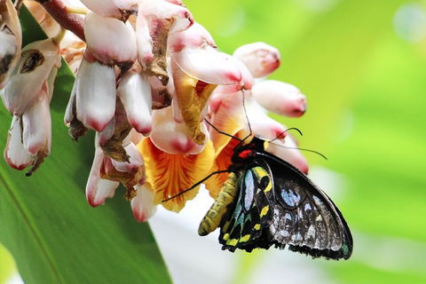 Australian Butterfly Sanctuary- Virtual Interactive Tour With Private Guide - Accommodation QLD 5