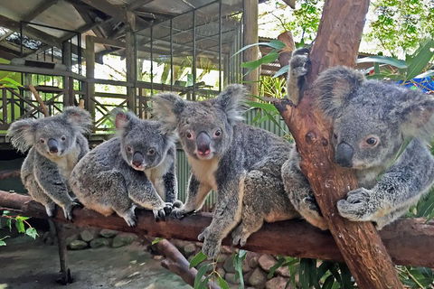 Best Of Kuranda Including Skyrail, Kuranda Scenic Railway And Rainforestation - Accommodation QLD 4