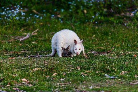 Bruny Island Traveller - Gourmet Tasting And Sightseeing Day Trip From Hobart - Accommodation QLD 3